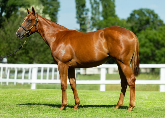 Lot 281: Capitalist / Heat Haze