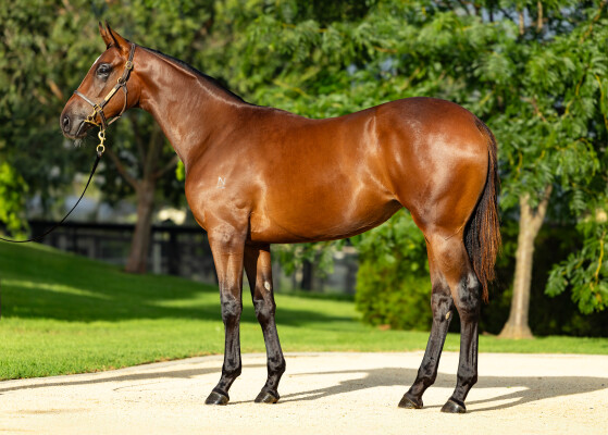 Lot 327: Wild Ruler / Invading Humor (USA)