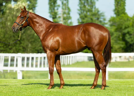 Lot 489: Capitalist / Ocean Tempest