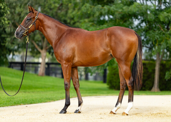 Lot 492: Stay Inside / Ol' Fashion Gal (USA)