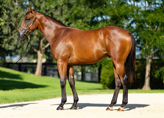 Lot 514: Capitalist / Perfect Radiance