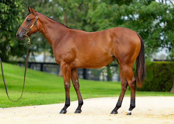 Lot 544: Home Affairs / Prom Queen (NZ)