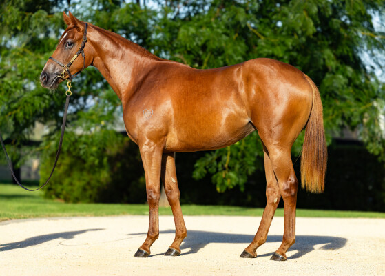Lot 571: King's Legacy / Real Stolle