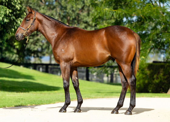 Lot 619: Tiger of Malay / Selita