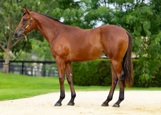 Lot 629: Stay Inside / Shared Reflections