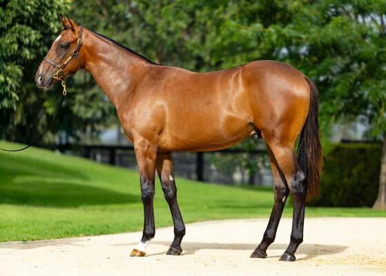 Lot 642: Wild Ruler / Silky Mover