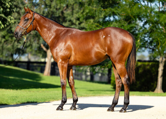 Lot 680: Capitalist / Spring Tempest (CAN)