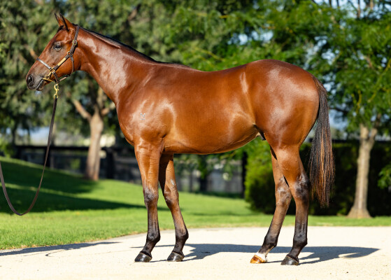 Lot 714: Capitalist / Terminology