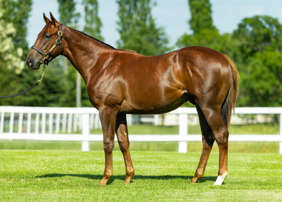 Lot 746: Yes Yes Yes / Umfazi