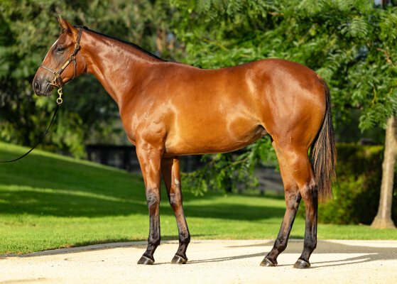 Lot 747: Wild Ruler / Unbridled Courage (USA)