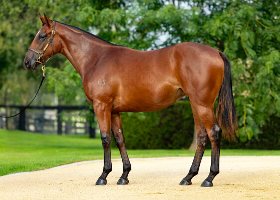 Lot 803: Russian Revolution / Zutara