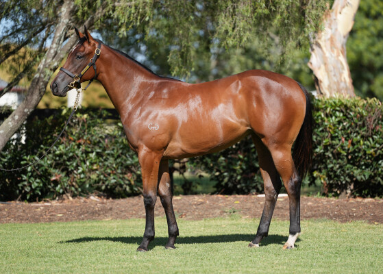 Lot 74: Capitalist / Boudicea Belle