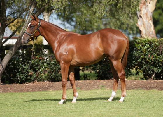 Lot 254: Pinatubo (IRE) / Global Dream