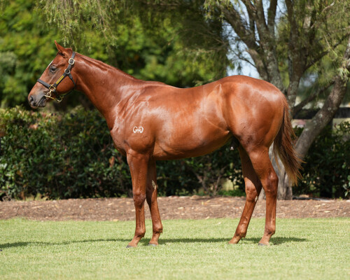 Lot 259: Tiger of Malay / Gone to Paris