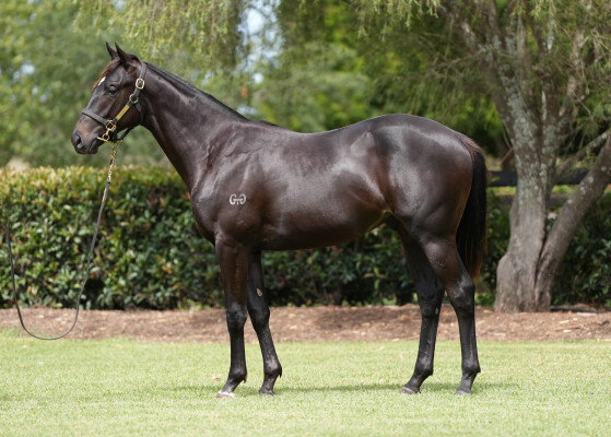 Lot 708: Yes Yes Yes / Taliqua