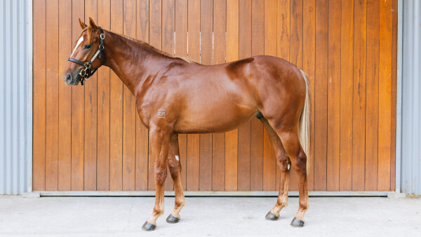 Lot 19: Farnan / Amica