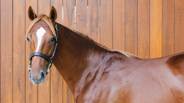 Lot 19: Farnan / Amica