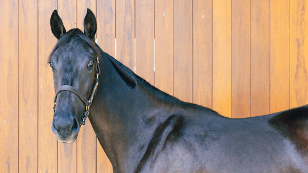 Lot 205: Tassort / Extension