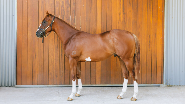 Lot 226: Peltzer / Flash in the Dark