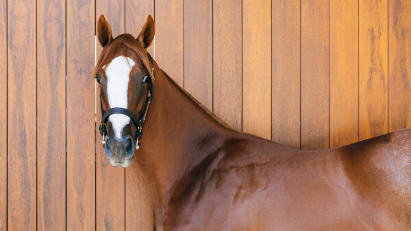 Lot 226: Peltzer / Flash in the Dark