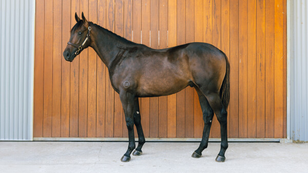 Lot 76: Anders / Brahmagiri