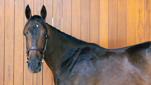 Lot 76: Anders / Brahmagiri