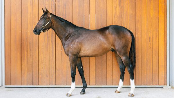 Lot 481: Stay Inside / Northern River