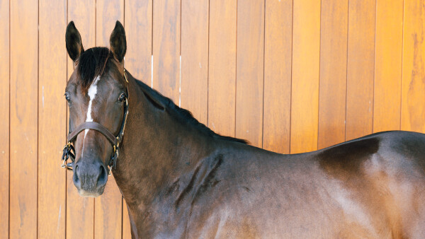 Lot 481: Stay Inside / Northern River