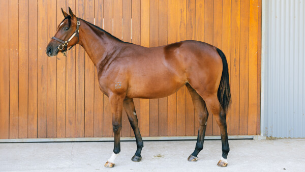 Lot 523: Tiger of Malay / Pillow Talk