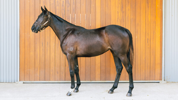 Lot 205: Tassort / Extension