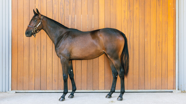Lot 554: Gold Standard / Quachita