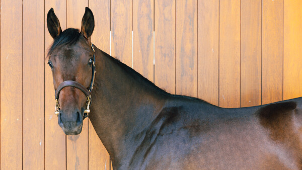 Lot 554: Gold Standard / Quachita