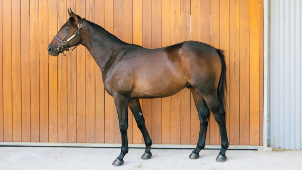 Lot 587: Portland Sky / Rockarosa