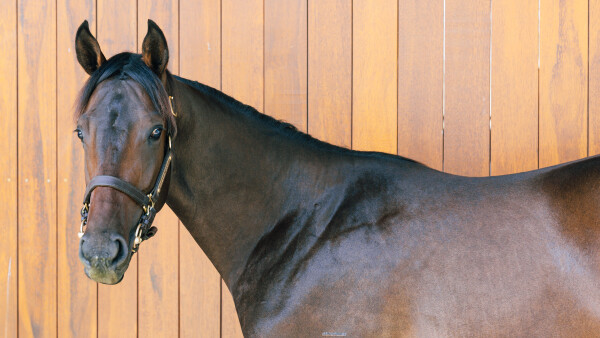 Lot 587: Portland Sky / Rockarosa