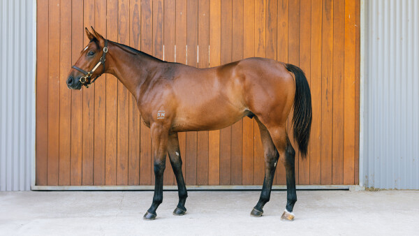 Lot 722: Tiger of Malay / Third Eye