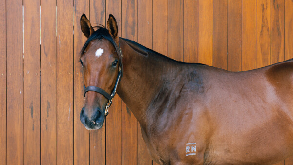 Lot 722: Tiger of Malay / Third Eye