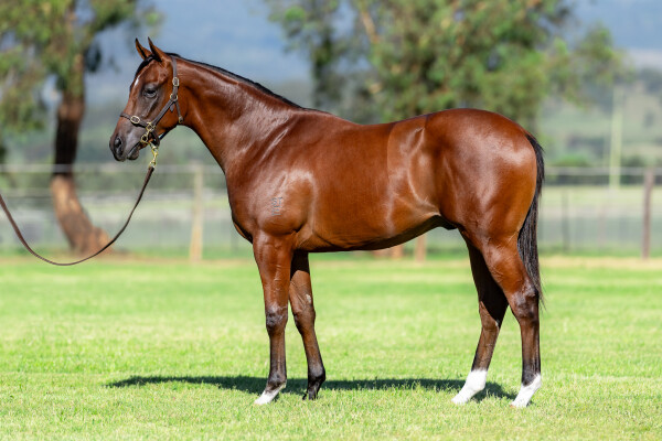 Lot 140: Hanseatic / Darcibelle (NZ)