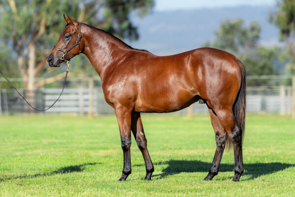 Lot 161: Profiteer / Diapason (NZ)