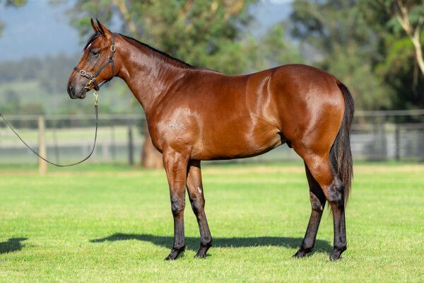 Lot 181: Captivant / Dynastic Lady