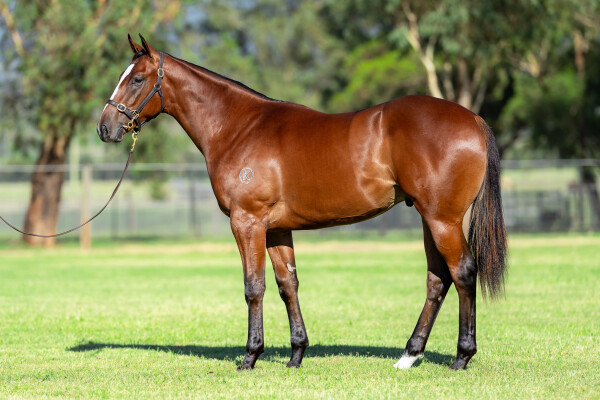 Lot 238: Wild Ruler / Francisca