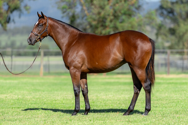 Lot 370: Blue Point (IRE) / Launched