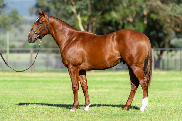 Lot 441: Showtime / Modda Miss