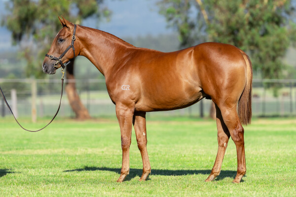 Lot 624: Star Turn / Sevini