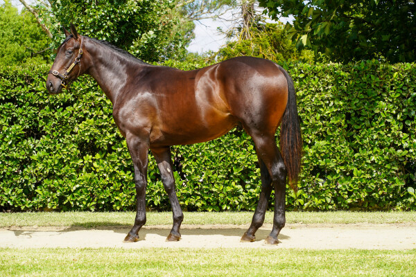 Lot 40: Xtravagant (NZ) / Ascalon (NZ)