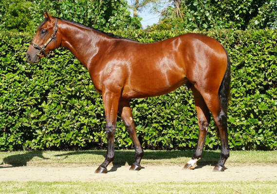 Lot 56: Xtravagant (NZ) / Bee