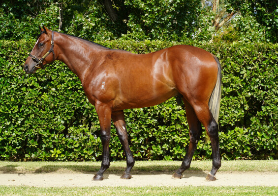 Lot 85: Russian Revolution / Buon Auspicio