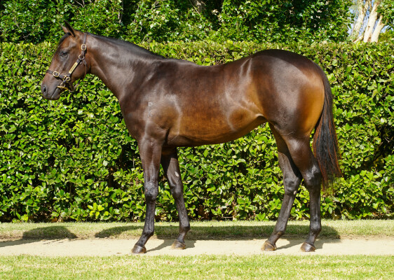 Lot 100: Cool Aza Beel (NZ) / Carriages