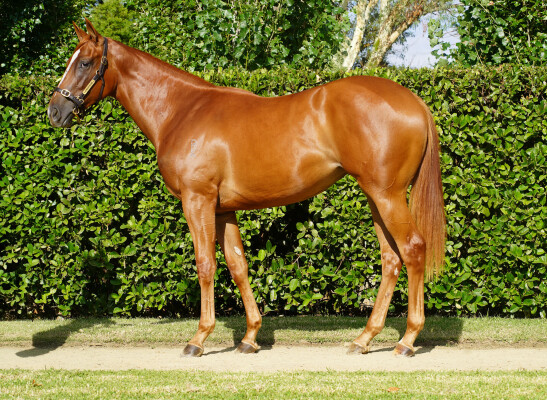 Lot 198: Xtravagant (NZ) / Estate