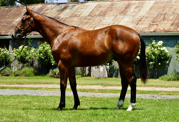 Lot 117: Brutal (NZ) / Ciao