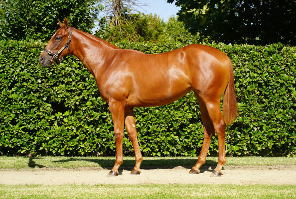 Lot 216: Written By / Fiction (NZ)